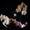 moonlit_orchid